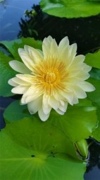 古筝好听吗+后续