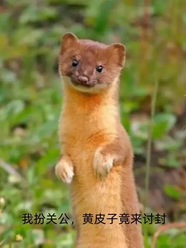 我扮关公，黄皮子竟来讨封小说阅读