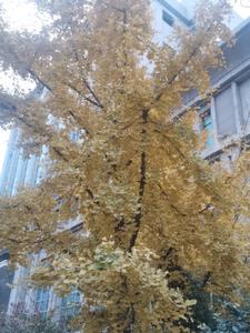 昭兮失良辰阅读