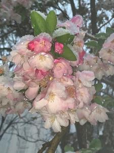 午夜航班林娜阅读