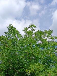 梧桐缘林琳完本阅读